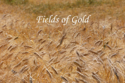 FIELDS-OF-GOLD