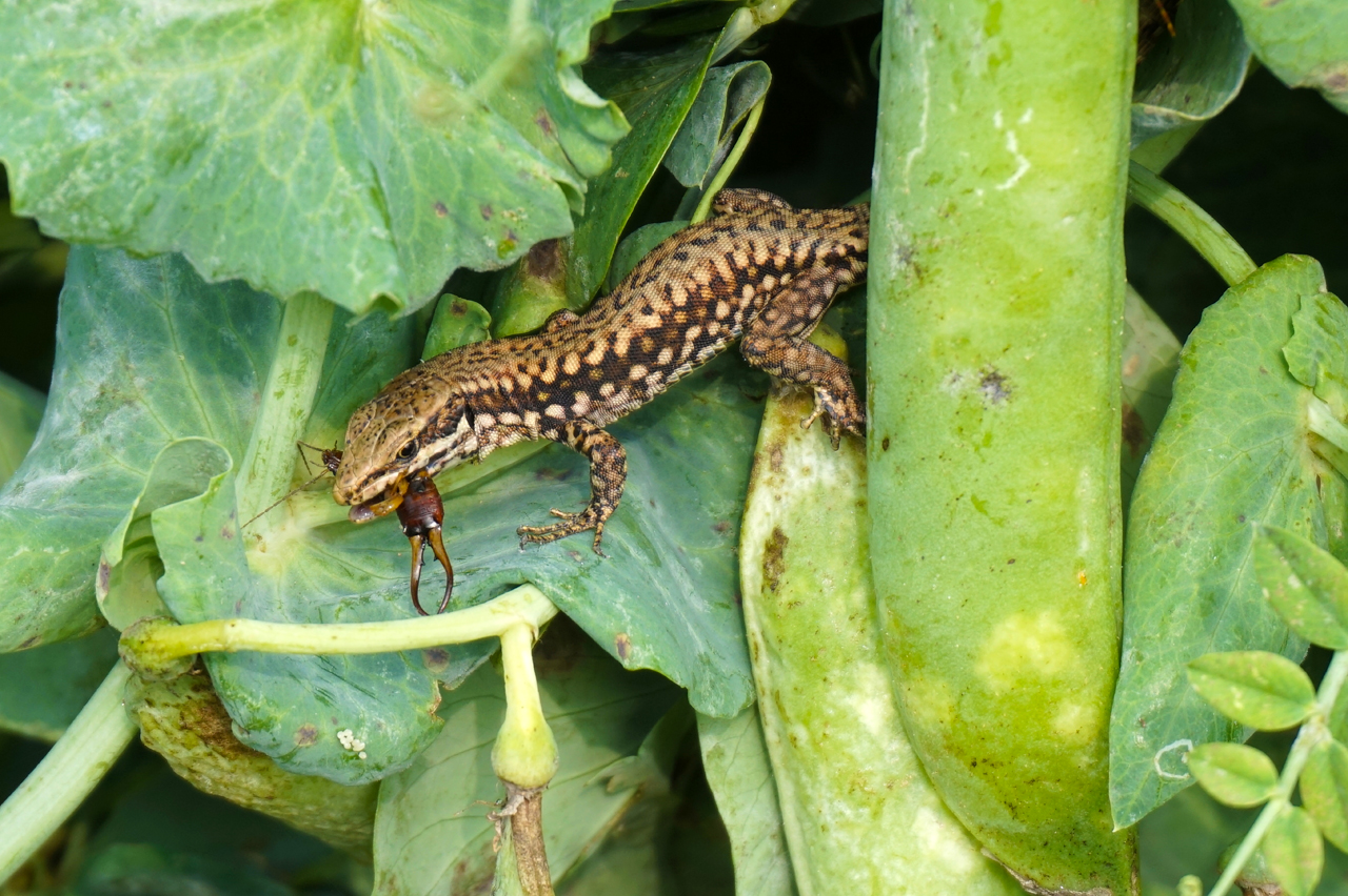 LUCERTOLA ridotta