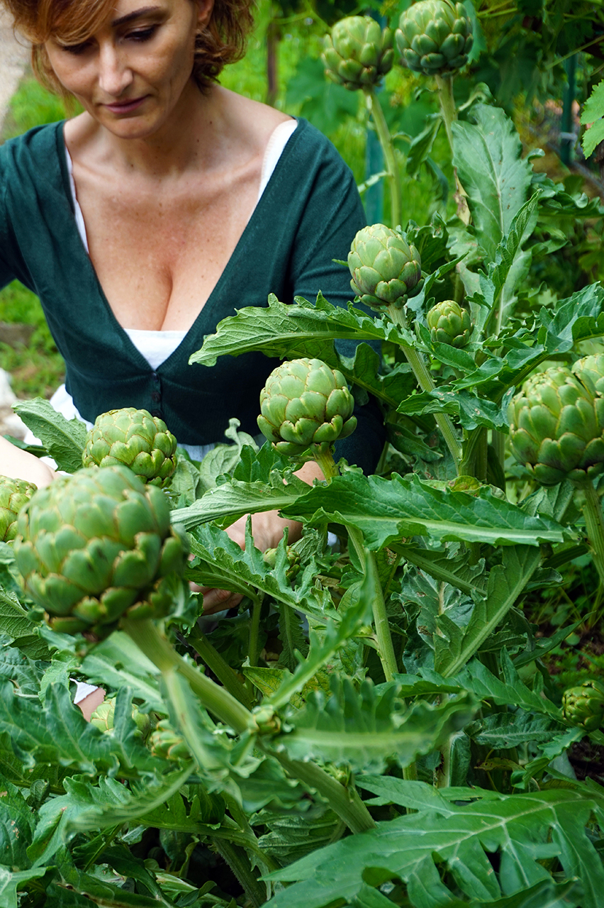 RACCOLTA CARCIOFI ridotta