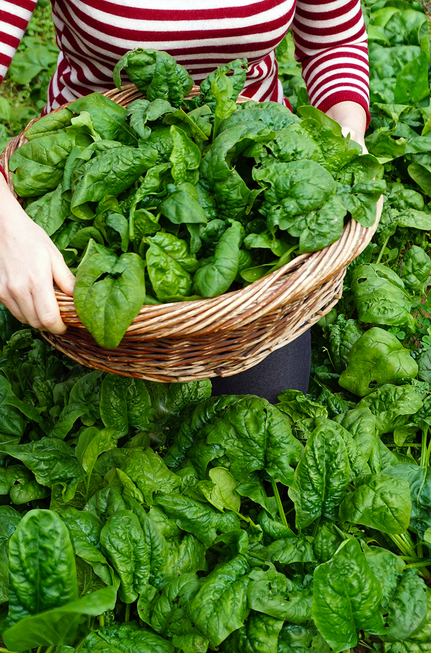 raccolta spinaci ridotta